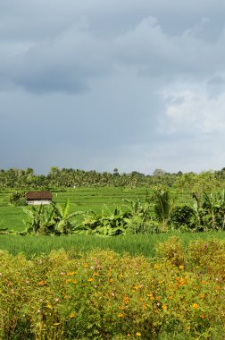 pirinç alan manzara bali Endonezya