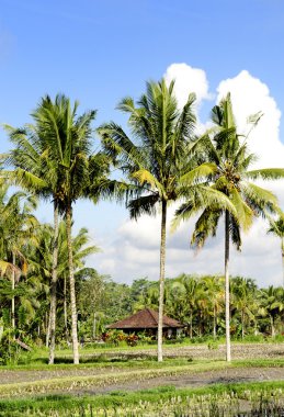 bali Endonezya tropikal peyzaj