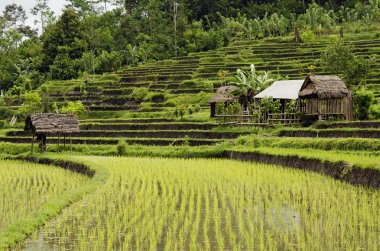 Rice field in bali indonesia clipart