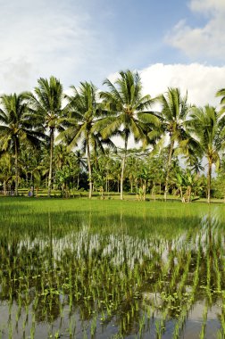 Rice field in bali indonesia clipart