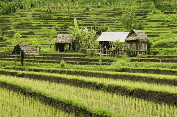 Campo de arroz paisaje en bali indonesia —  Fotos de Stock