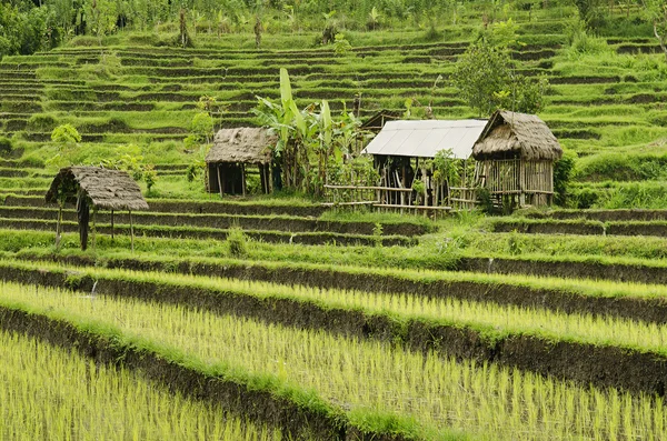 Campo de arroz landcape em bali indonesia — Fotografia de Stock