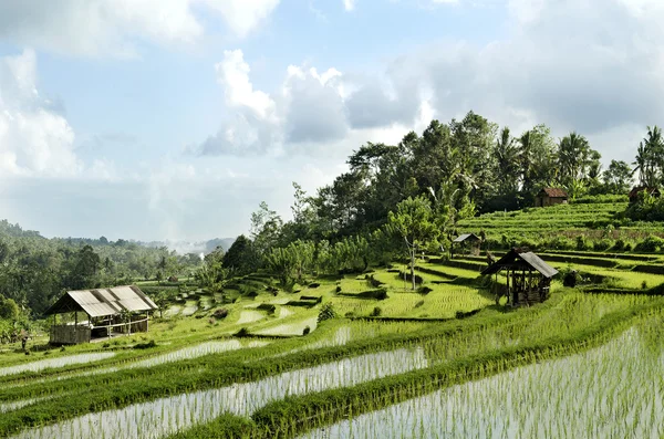Paisagem de campo de arroz em bali indonesia — Fotografia de Stock