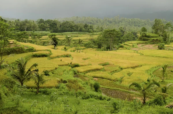 Krajobraz z bali, Indonezja — Zdjęcie stockowe