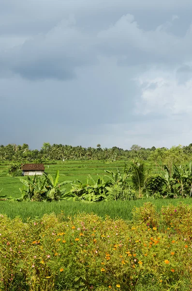 Pejzaż pola ryżu w bali Indonezja — Zdjęcie stockowe