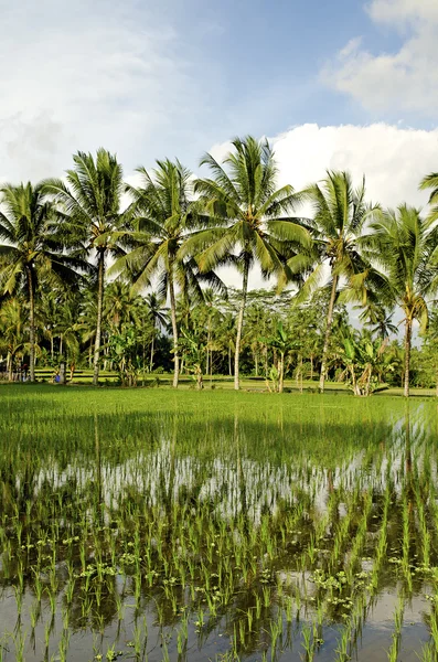 在印度尼西亚巴厘岛稻田 — 图库照片