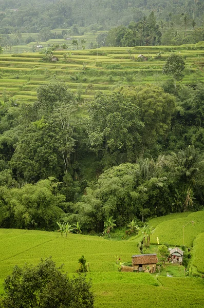Rice fields terraces in bali indonesia — Stock Photo, Image