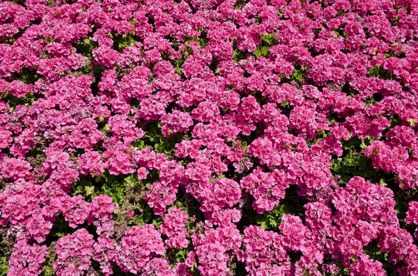 stock image Bright pink flowers in the sunshine