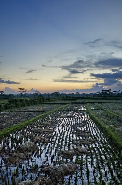 水稻实地景观日落时在印度尼西亚巴厘岛 — 图库照片
