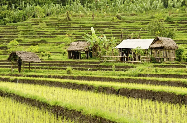 Campo de arroz em bali indonesia — Fotografia de Stock