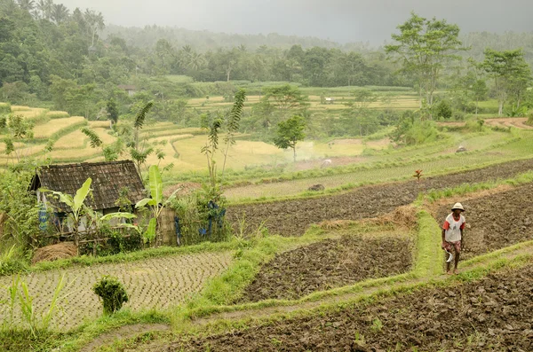 Reisfeld in bali indonesien — Stockfoto
