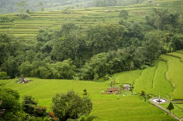 Rýžové pole terasa parkovistě v bali Indonésie — Stock fotografie