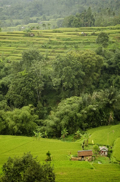 Rýžové pole terasy v bali Indonésie — Stock fotografie