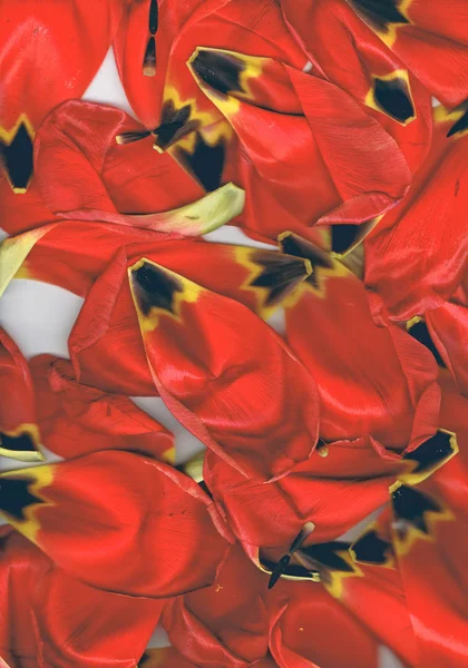 Pétales de tulipes rouges — Photo