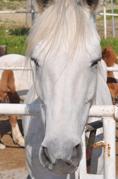 Cavalo animal — Fotografia de Stock