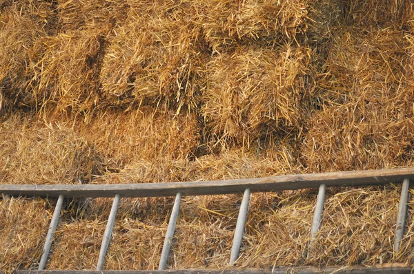 Straw background — Stock Photo, Image