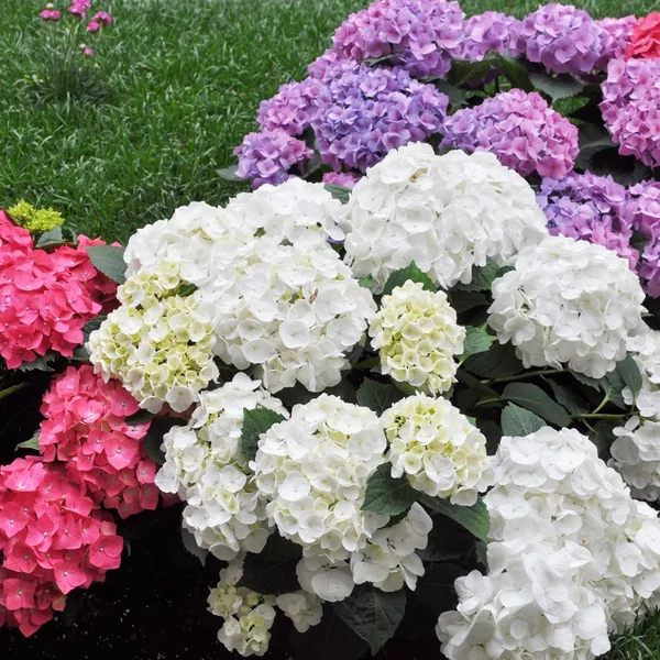 Hortensia blomma — Stockfoto