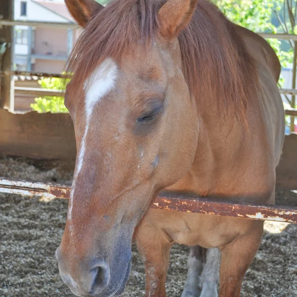Cavalo animal — Fotografia de Stock