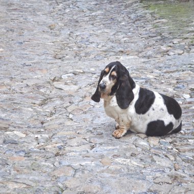 köpek evcil hayvanı