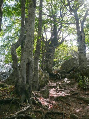 Monte Amiata