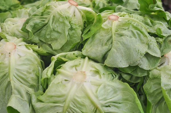 Grünes Salatgemüse — Stockfoto
