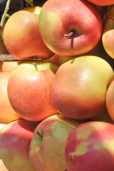 Apfelfrucht — Stockfoto