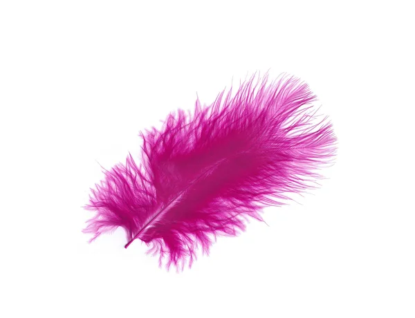 Pink Feather Stock Photo by ©brickrena 5092224