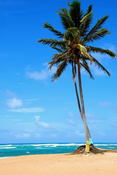 해변에 있는 야자나무 스톡 이미지