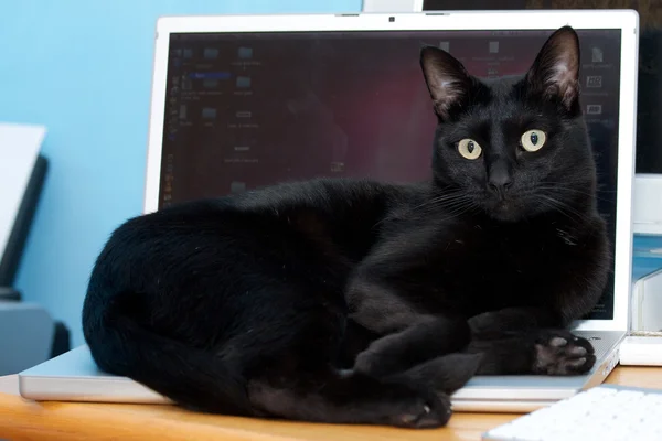 Zwarte kat op een mac — Stockfoto