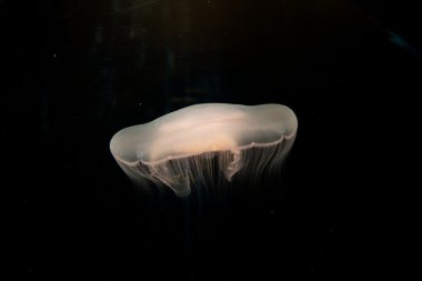 Jellyfish clipart