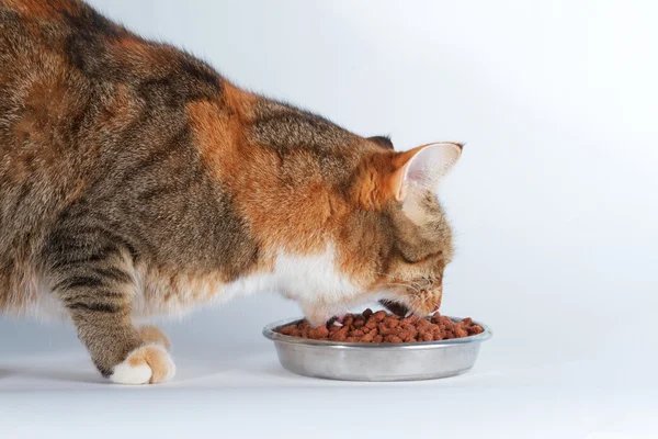 Kočka a jídlo — Stock fotografie