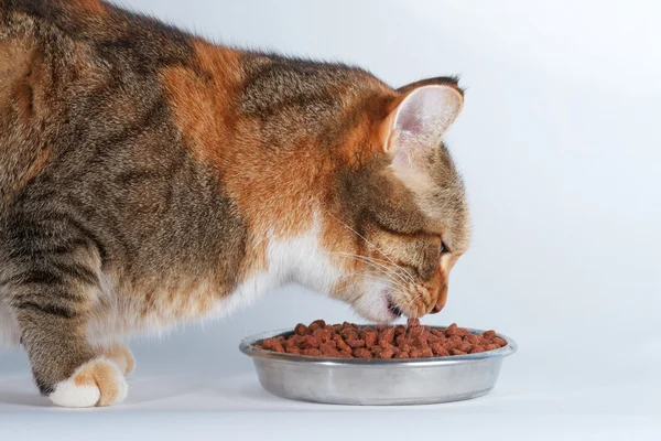 Kočka a jídlo — Stock fotografie