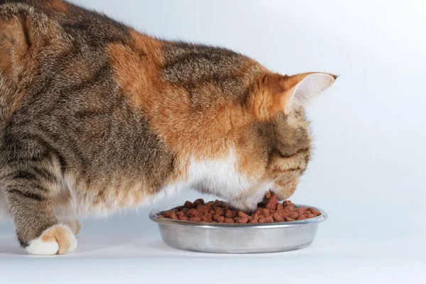 Katze und Futter — Stockfoto