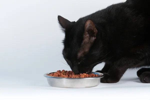 猫和食品 — 图库照片