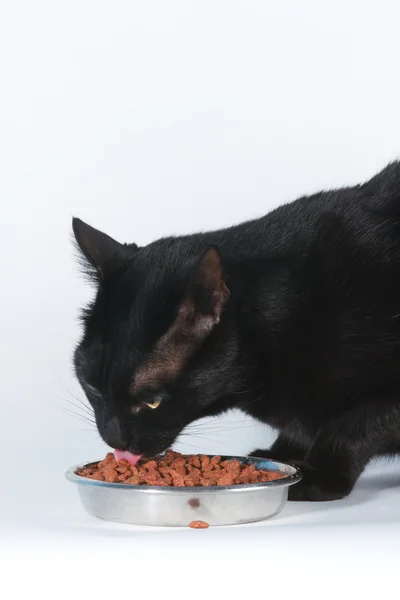 Gato e comida — Fotografia de Stock