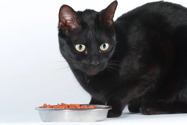 猫和食品 — 图库照片