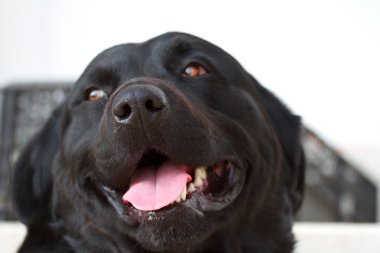 Labrador