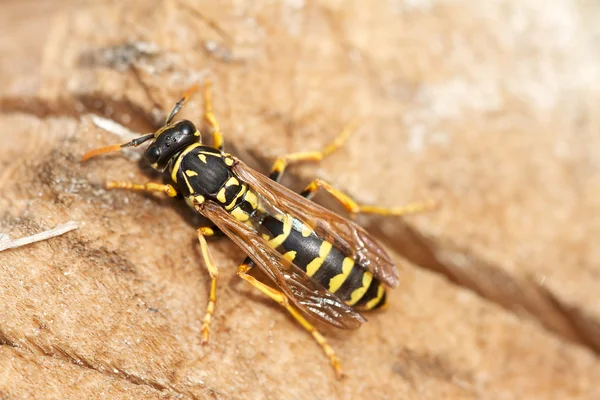 stock image Wasp