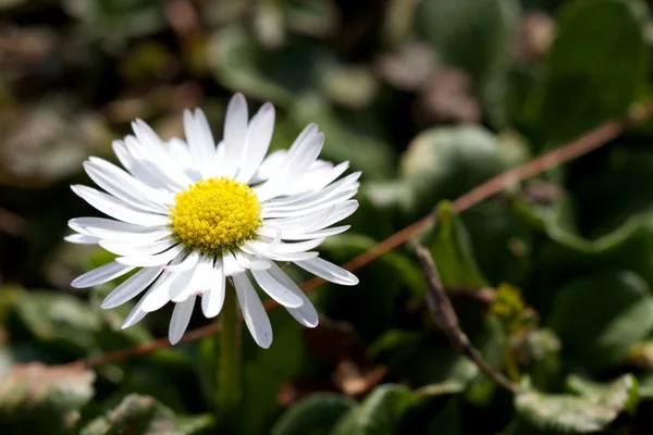 stock image Daisy in spring