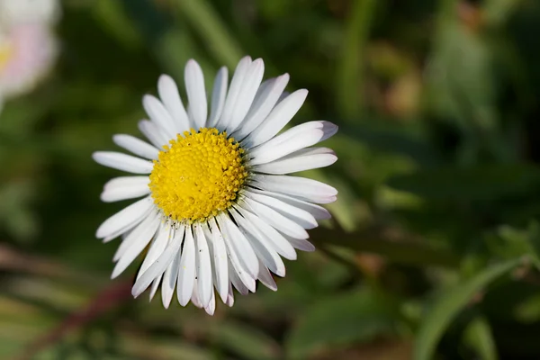 stock image Daisy in spring