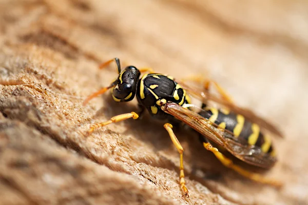 stock image Wasp