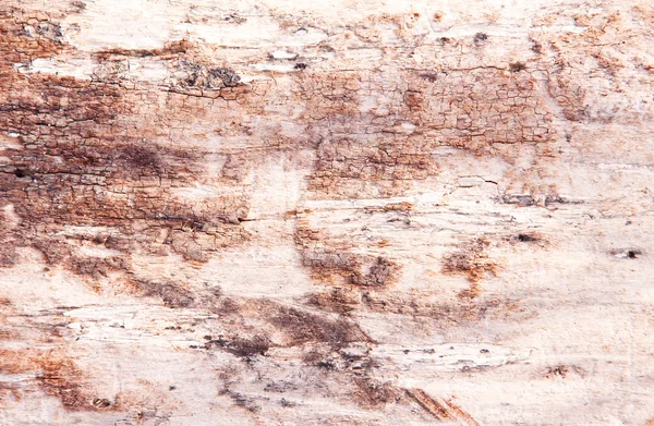 Casca de madeira velha, textura, fundo — Fotografia de Stock