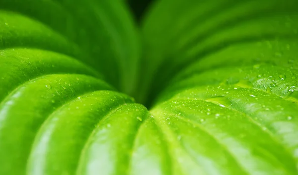 Groene blad plant met dauw druppels, water, achtergrond — Stockfoto