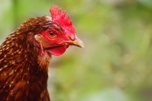 stock image Head of chicken brown on a background of green