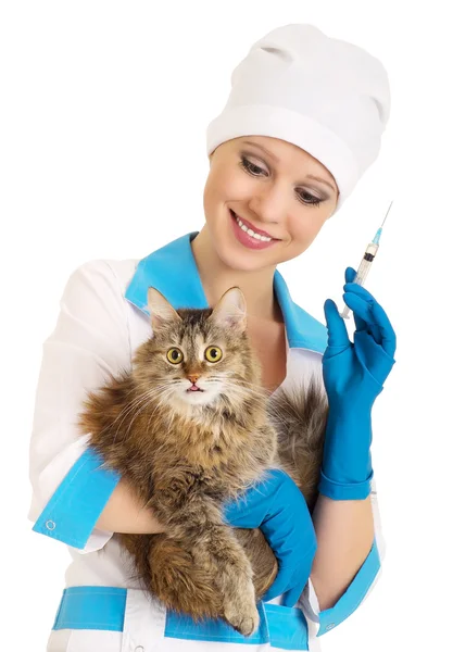 Veterinären gör injektion av en katt — Stockfoto