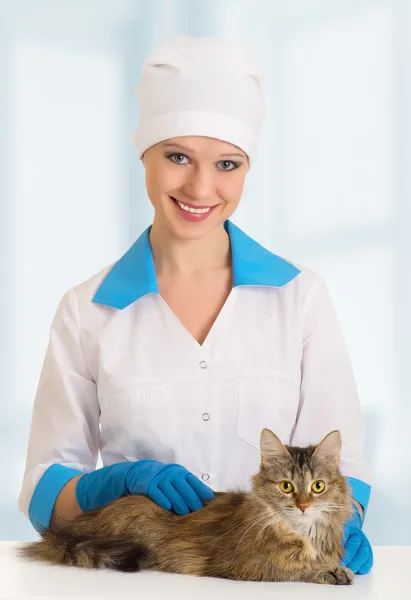 獣医官により検査の上の猫 — ストック写真