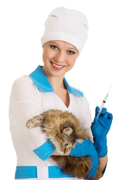 Enfermeira veterana faz a injeção de um gato — Fotografia de Stock