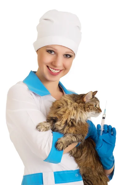 Veterinário segurando um gato e uma seringa — Fotografia de Stock