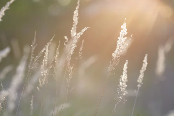 stock image Spring grass at sunset