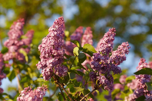 stock image May lilac